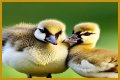 The Ultimate Guide To The Adorable Gosling Family: Nurturing And Care